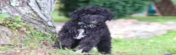 Yorkiepoo dogs for sale: Bubba - Ad 3