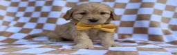 Goldendoodle dogs for sale: Benson - Ad 7