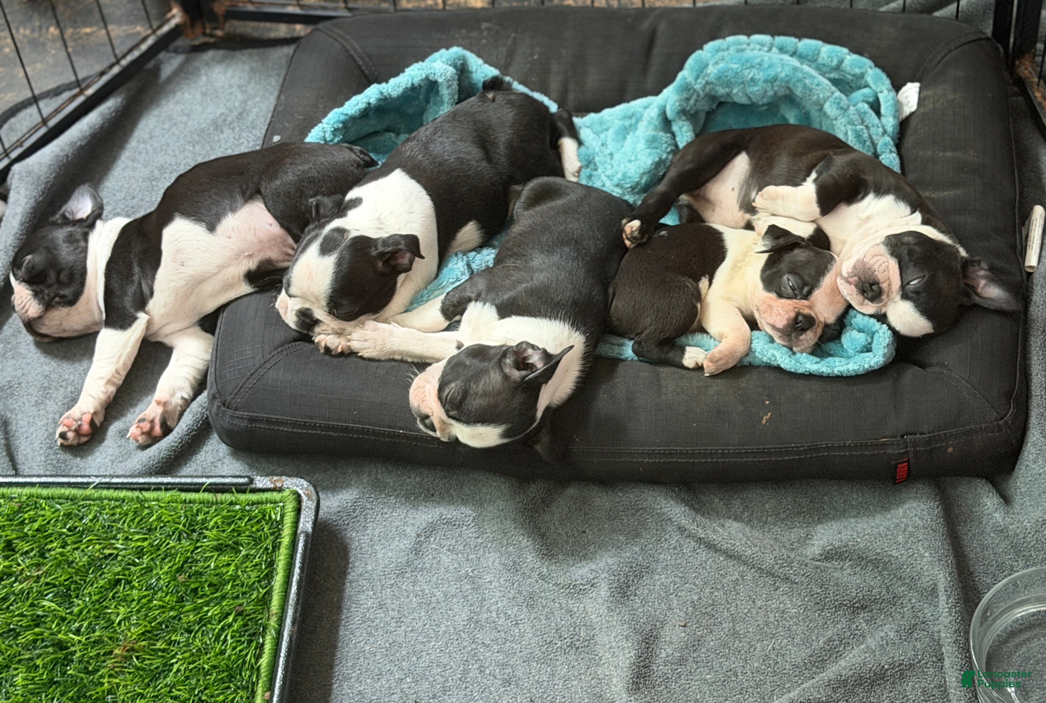 Boston Terrier dogs Boston Terrier Boy - Ad 2