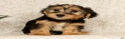 Yochon dogs for sale: Kenny - Ad 9