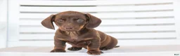 Dachshund dogs for sale: Americano - Ad 5