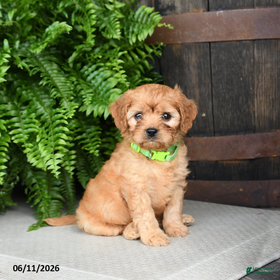 Cavapoo dogs Kiwi - Ad 1