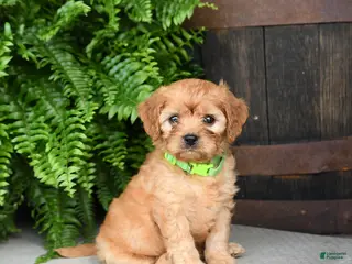 Cavapoo dogs for sale: Kiwi - Ad 4