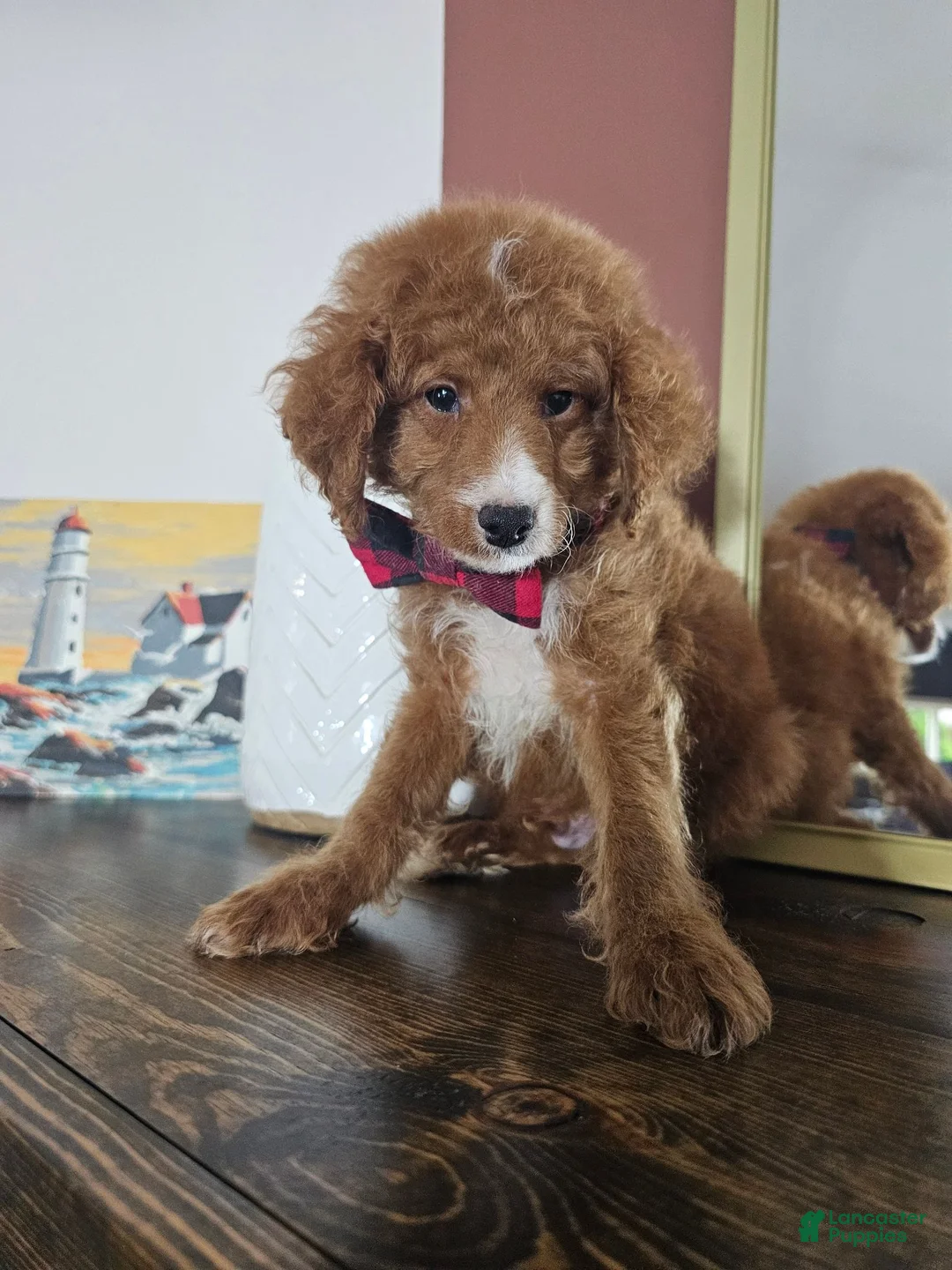Mini Goldendoodle dogs for sale: Scout – Petite Mini Goldendoodle – Special $895 - Ad 8