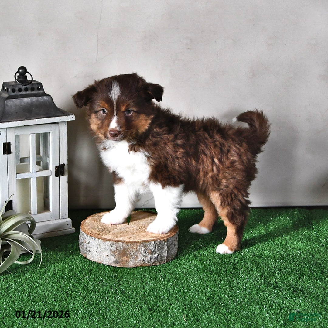 Miniature Australian Shepherd dogs for sale: Diesel - Ad 2