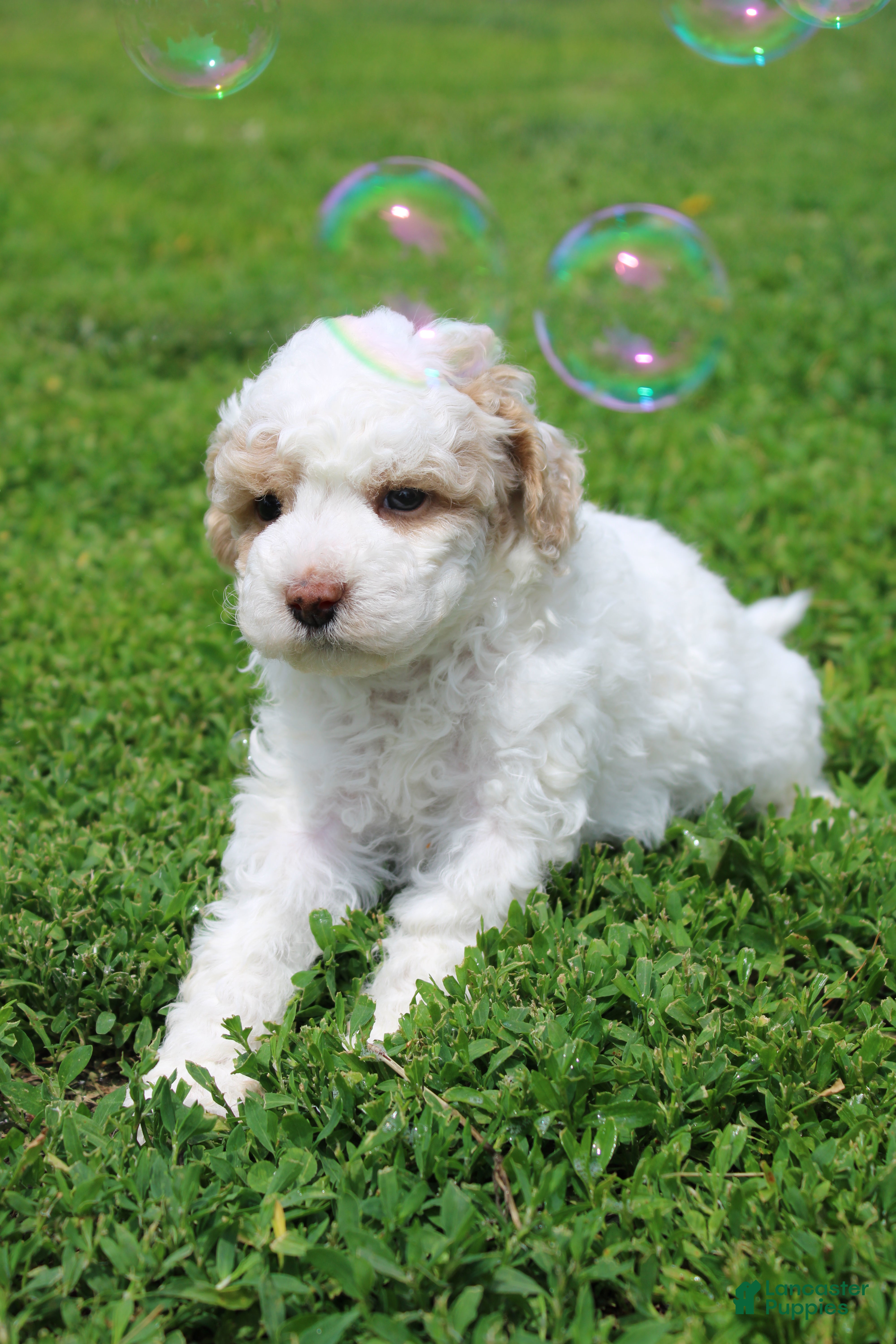 Bichpoo dogs Sage - Ad 2