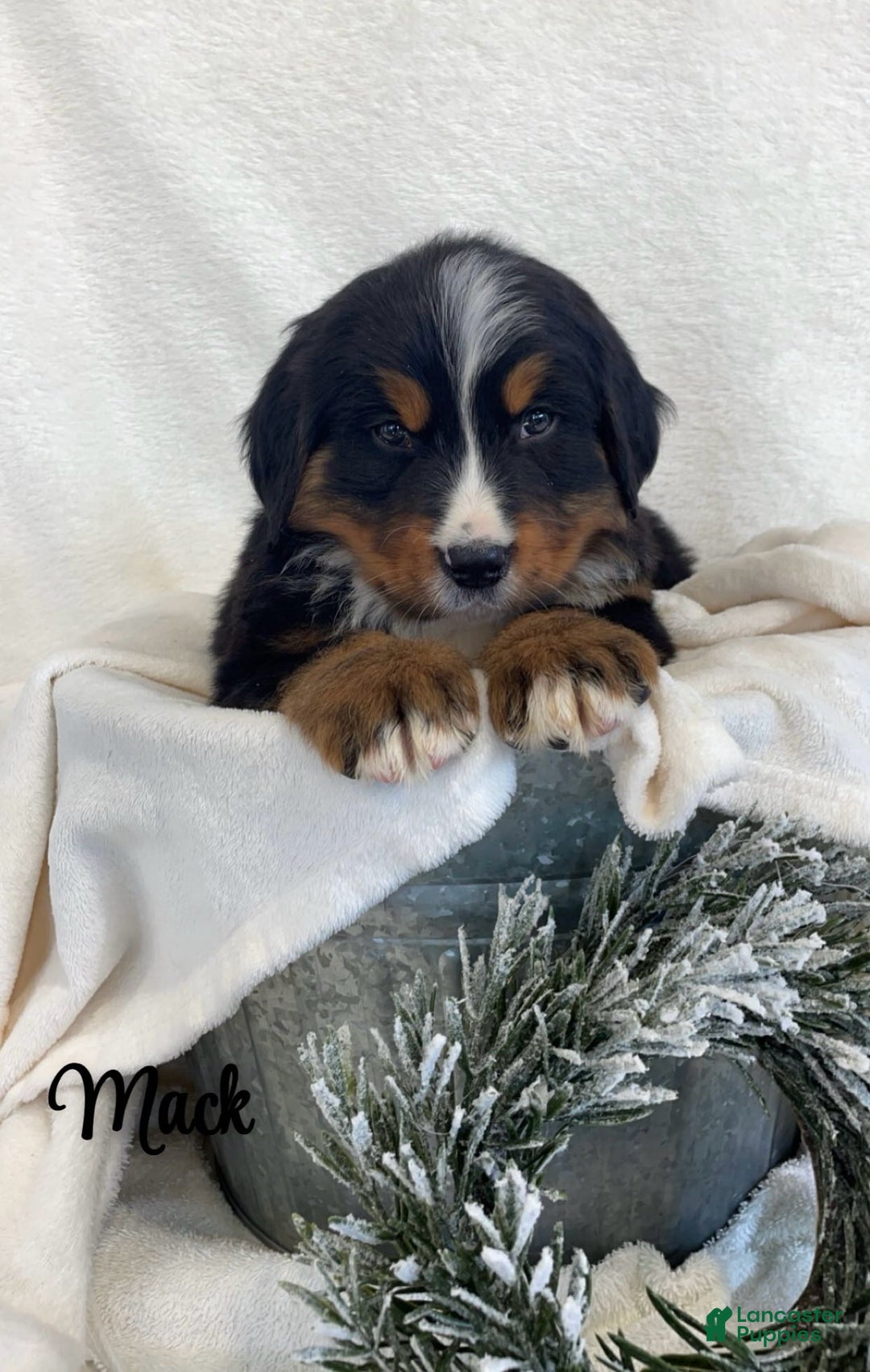 Bernese Mountain Dog dogs for sale: Mack - Ad 2