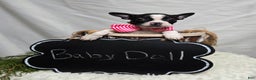 Boston Terrier dogs for sale: Baby Doll - Ad 2