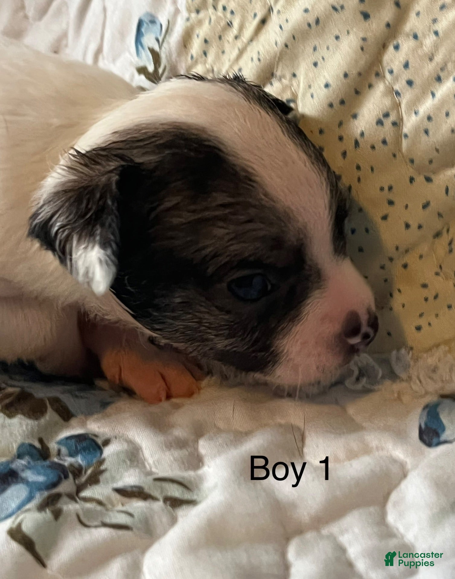 Chiweenie dogs Chiweenie 1 - Ad 2