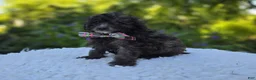 Miniature Poodle dogs for sale: Cathy - Ad 3
