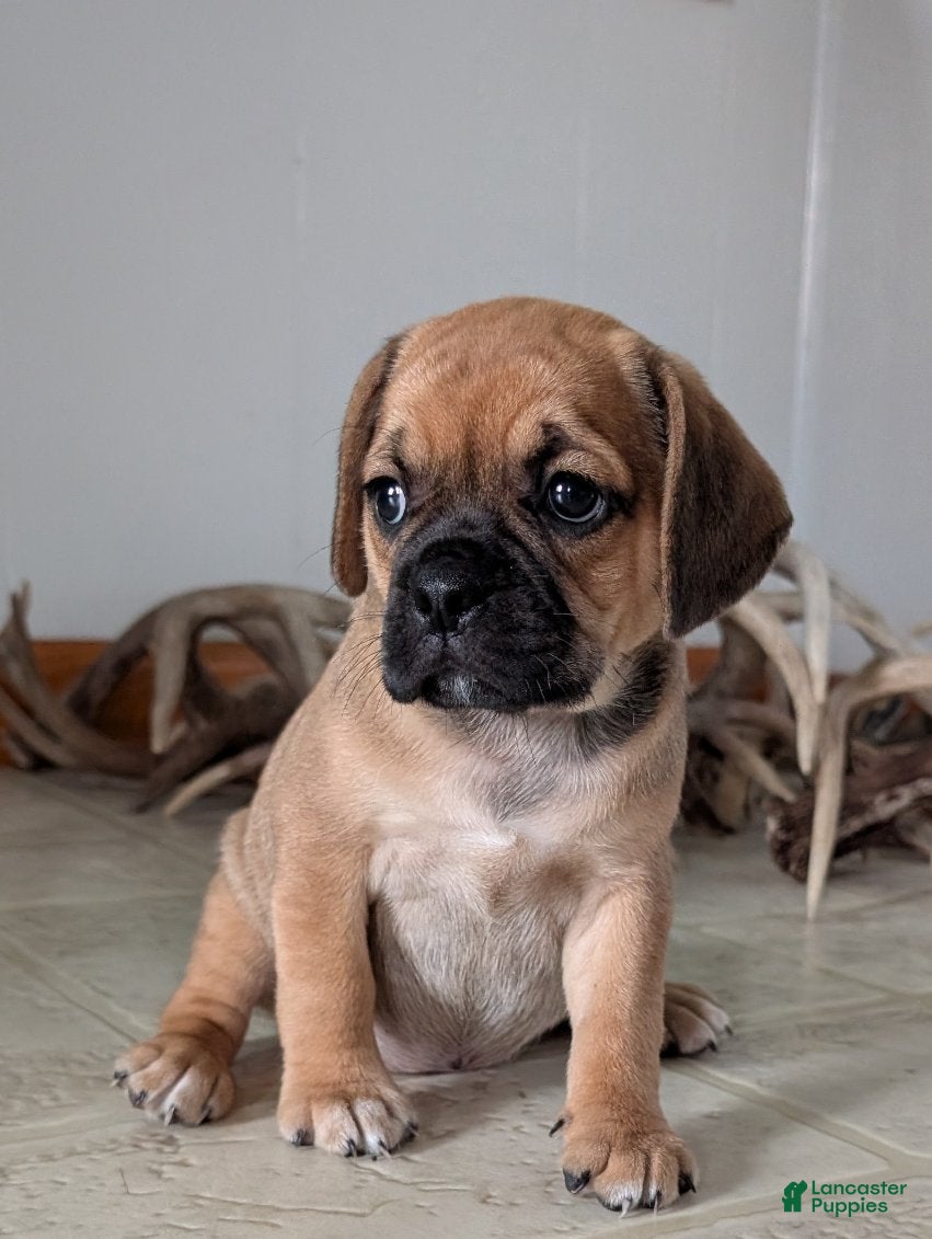 Puggle dogs Kati - Ad 1