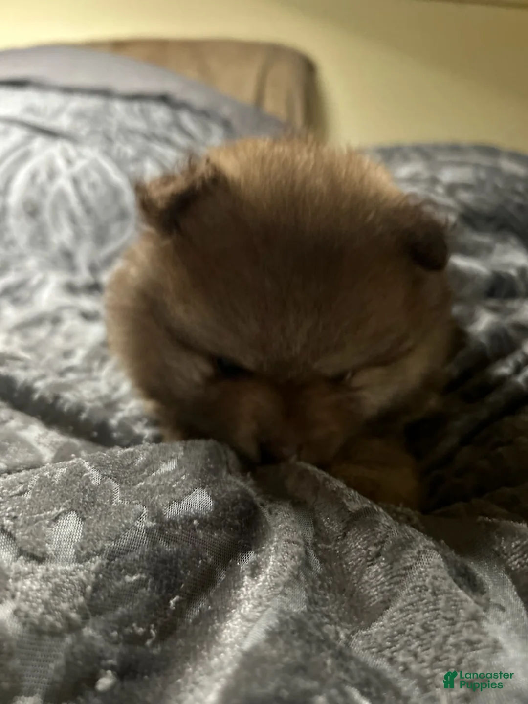 Pomeranian dogs for sale: Ptolomy - Ad 1