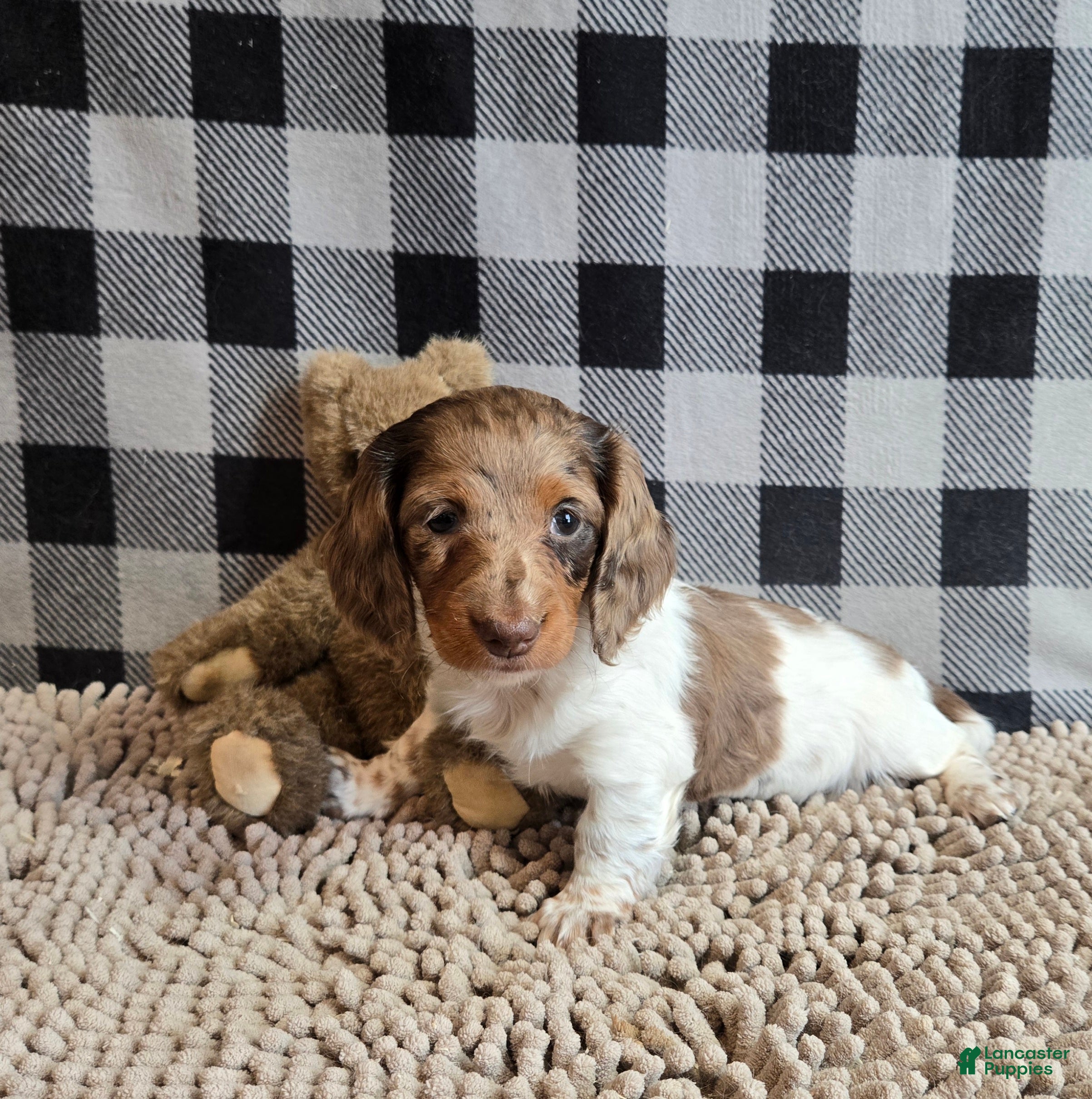 Miniature Dachshund dogs Dottie - Ad 1