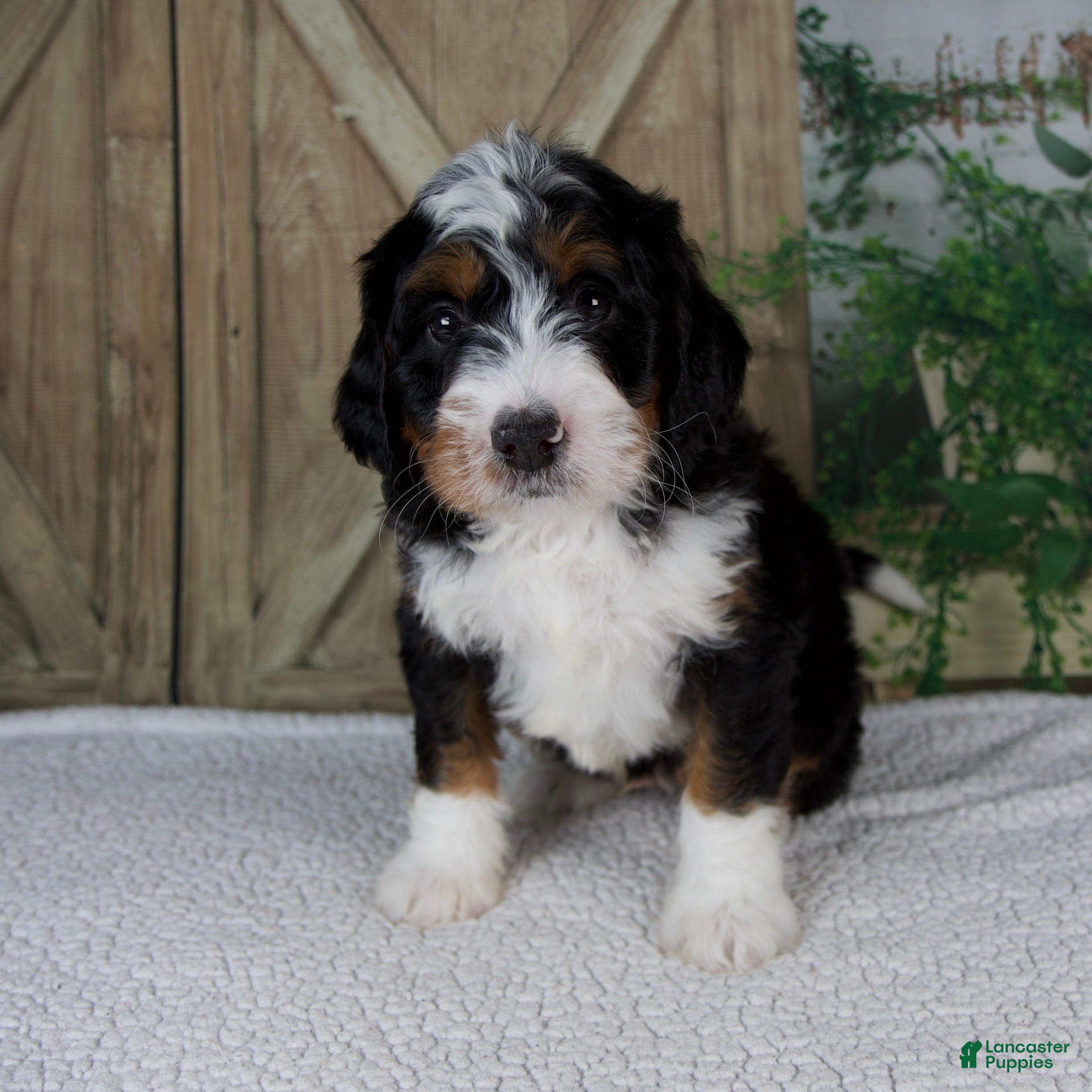 Mini Bernedoodle dogs Timmy - Ad 1