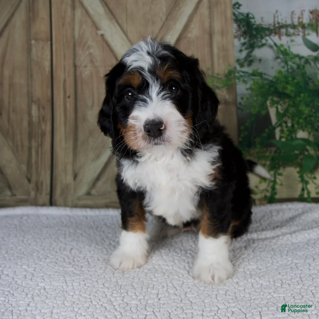 Mini Bernedoodle dogs for sale: Timmy - Ad 1