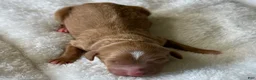 Mixed Breed dogs for sale: Red Apricot Micro Mini - Ad 3