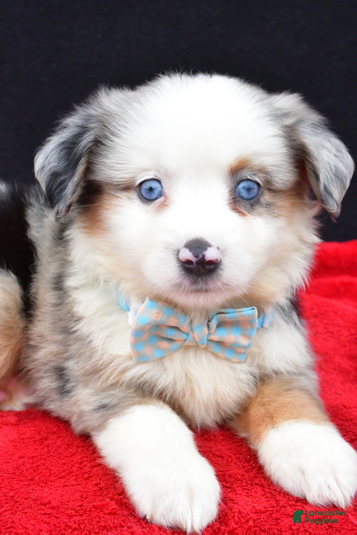 Miniature Australian Shepherd dogs Charles - Ad 2