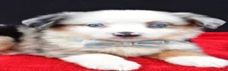 Miniature Australian Shepherd dogs for sale: Charles - Ad 2
