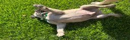 Pug dogs for sale: Pug Puppy 1 green - Ad 3