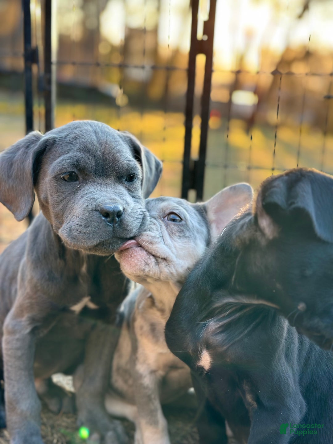 Cane Corso dogs for sale: Ash - Ad 3