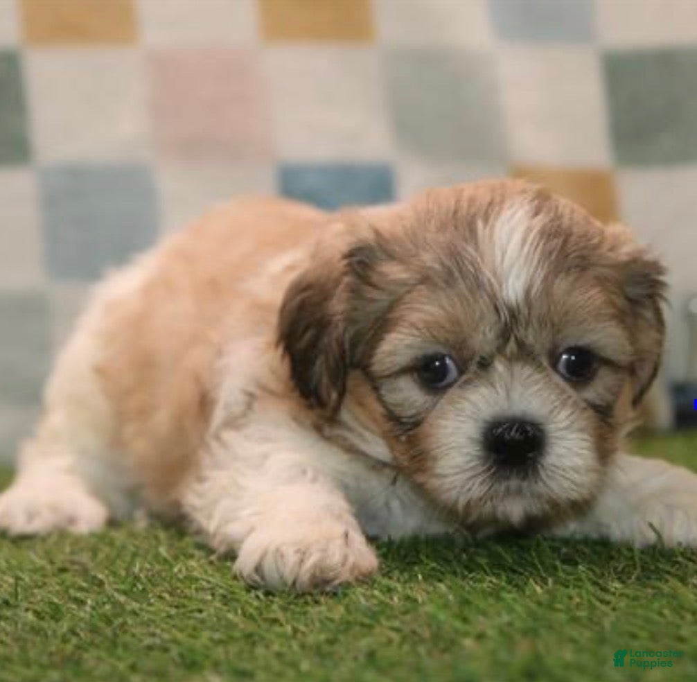 Shih Tzu dogs Kai - Ad 15