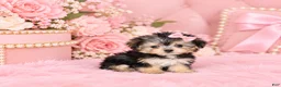 Morkie dogs for sale: Morkie 1 - Ad 3