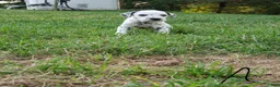 Dalmatian dogs for sale: Albert - Ad 3