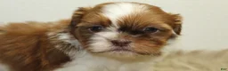 Shih Tzu dogs for sale: Lucy - Ad 5