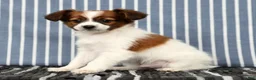 Papillon dogs for sale: Mason - Ad 6