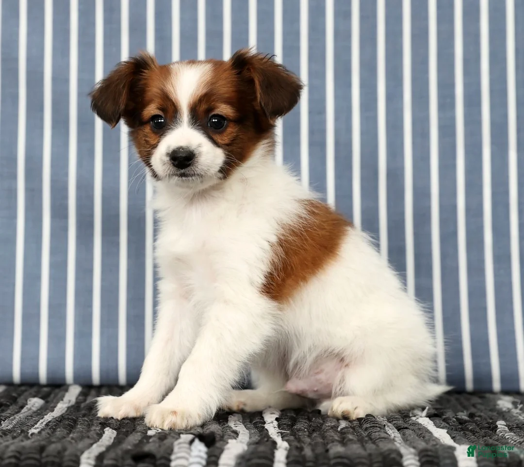 Papillon dogs for sale: Mason - Ad 6