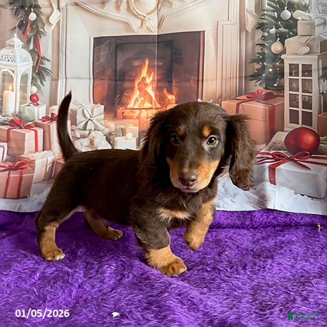 Miniature Dachshund dogs for sale: Cherry - Ad 1