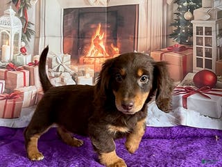 Miniature Dachshund dogs Cherry - Ad 1