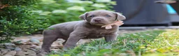 Labrador Retriever dogs for sale: Clover - Ad 10