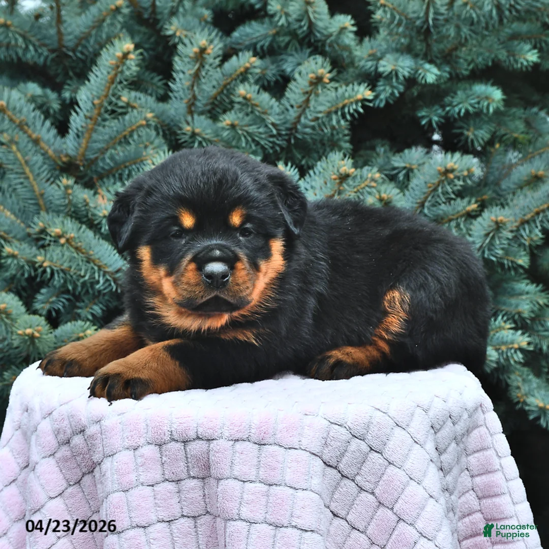 Rottweiler dogs for sale: Bella   - Ad 2
