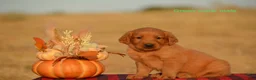 Golden Retriever dogs for sale: Karl - Ad 2