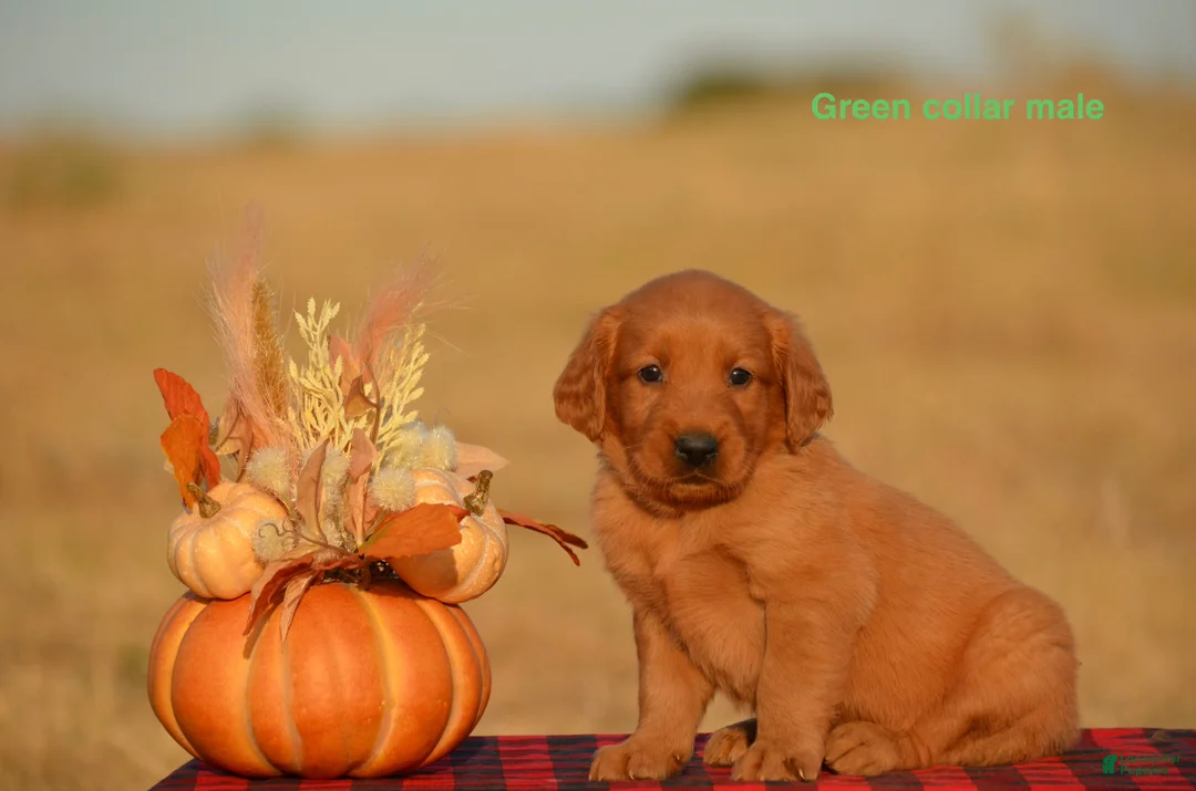Golden Retriever dogs for sale: Karl - Ad 2
