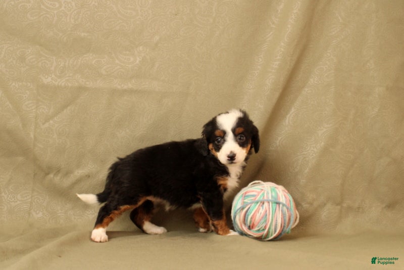 Mini Bernedoodle dogs Beatrice - Ad 2