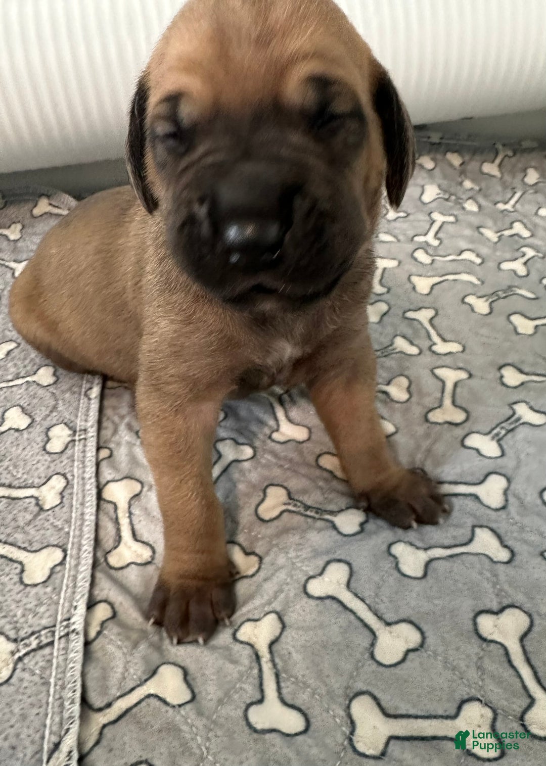 Great Dane dogs for sale: Red Collar - Ad 1