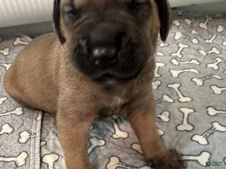 Great Dane dogs Red Collar - Ad 13