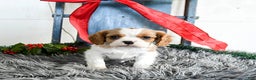 Cavalier King Charles Spaniel dogs for sale: Jinx - Ad 4