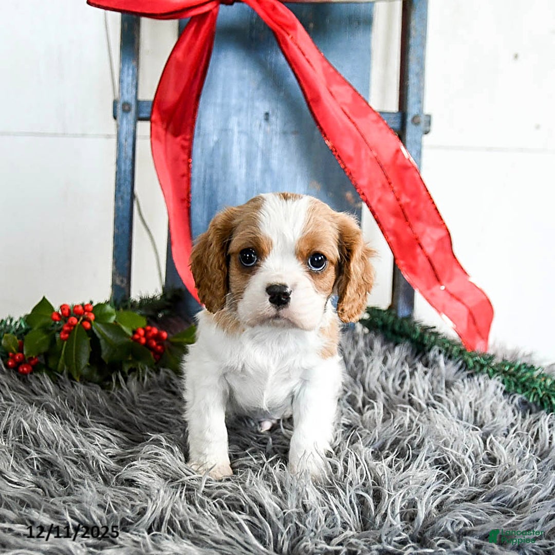Cavalier King Charles Spaniel dogs for sale: Jinx - Ad 4