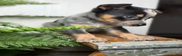 Australian Cattle Dog dogs for sale: Rudis - Ad 5