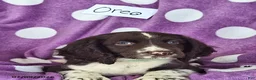 English Springer Spaniel dogs for sale: Oreo - Ad 9