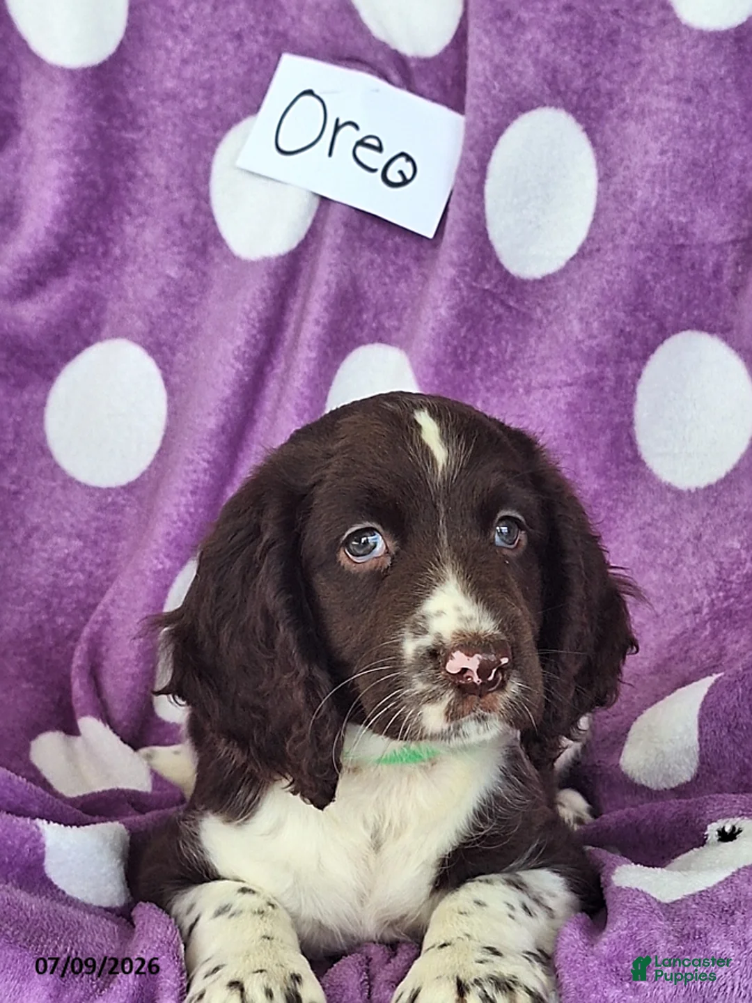 English Springer Spaniel dogs for sale: Oreo - Ad 9