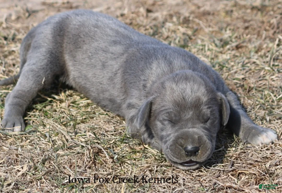 Great Dane dogs for sale: Heather - Ad 3