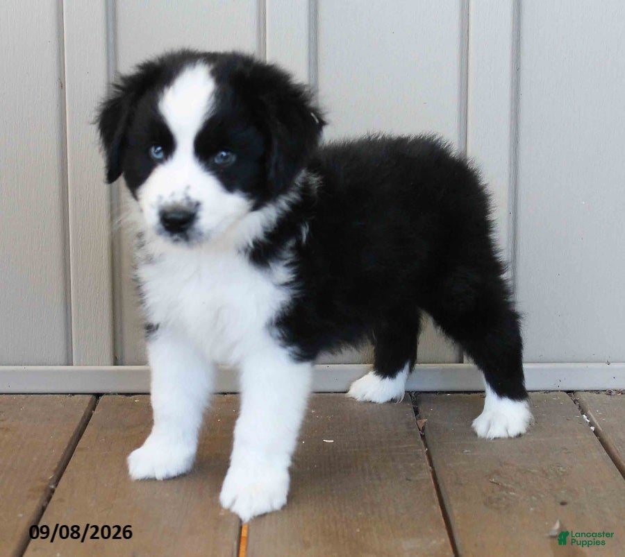 Australian Shepherd dogs Abner Blue Eyes - Ad 1