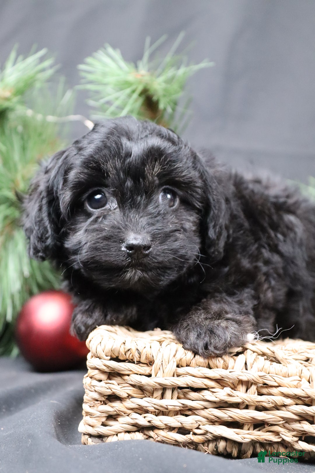 Cavapoo dogs for sale: Nel - Ad 4
