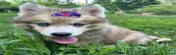 Siberian Husky dogs for sale: RISA - Ad 29