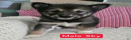 Alaskan Malamute dogs for sale: Alaskan Malamute 7 - Ad 1