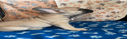 French Bulldog dogs for sale: DIAMOND - Ad 22